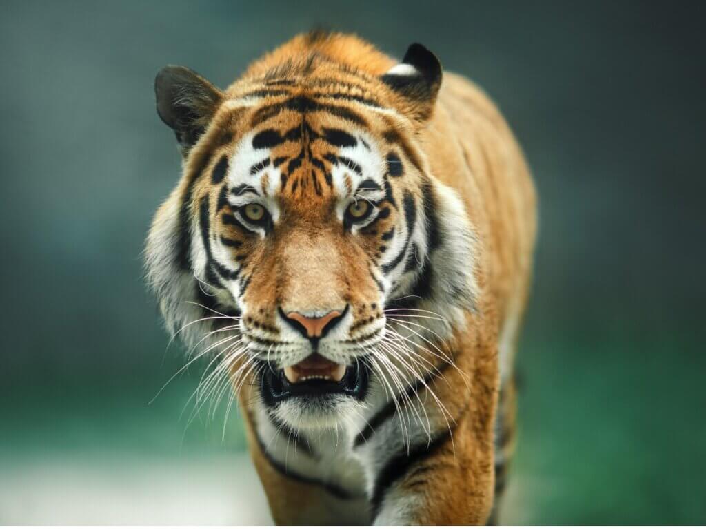 Comportamento de tigre