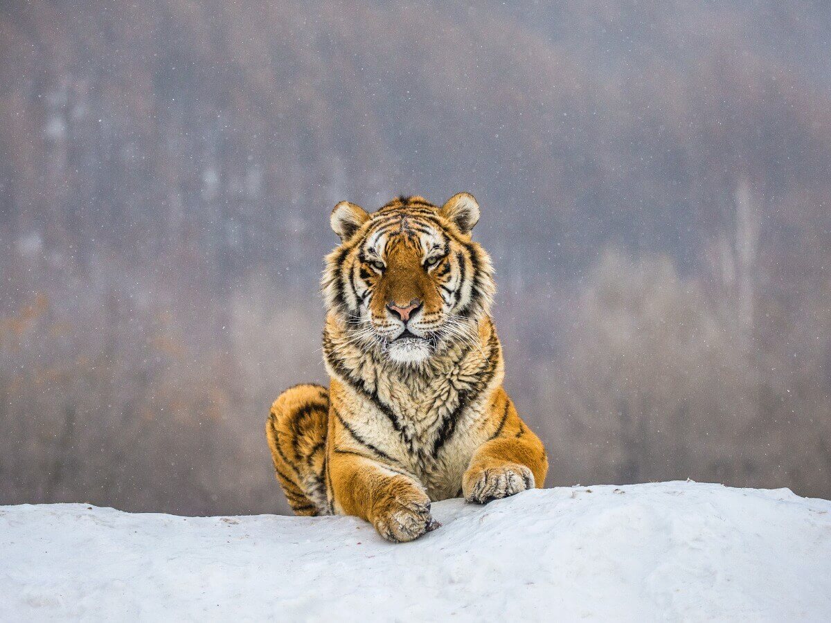 Um tigre-siberiano sentado.