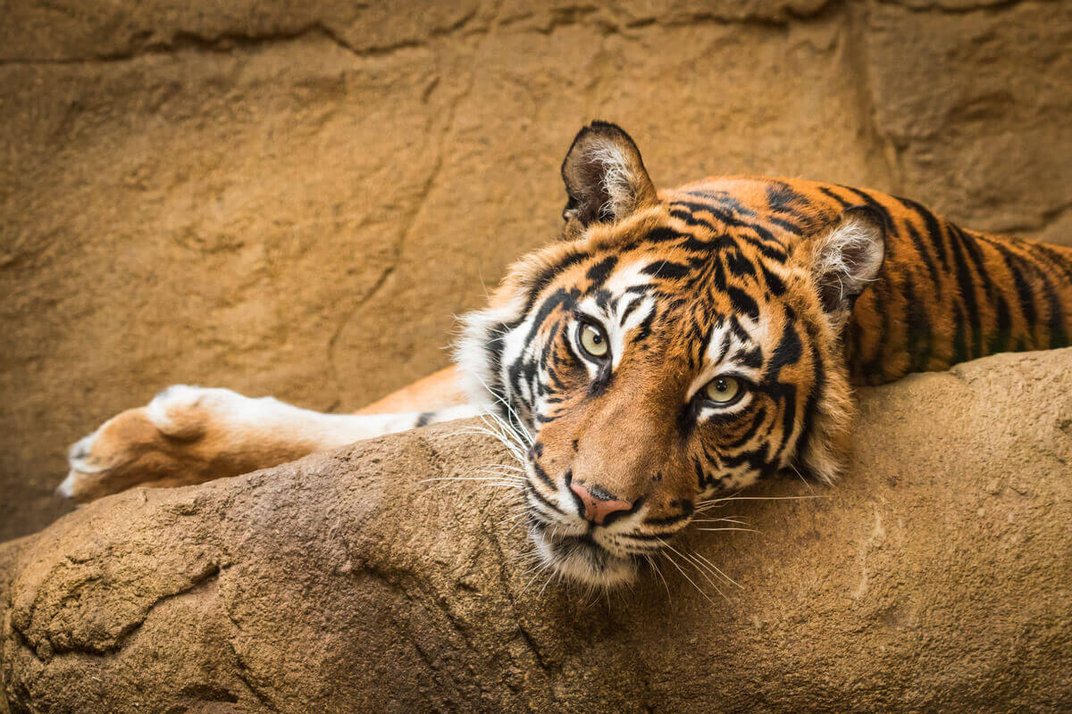 Um tigre em um zoológico