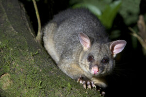 10 tipos de marsupiais