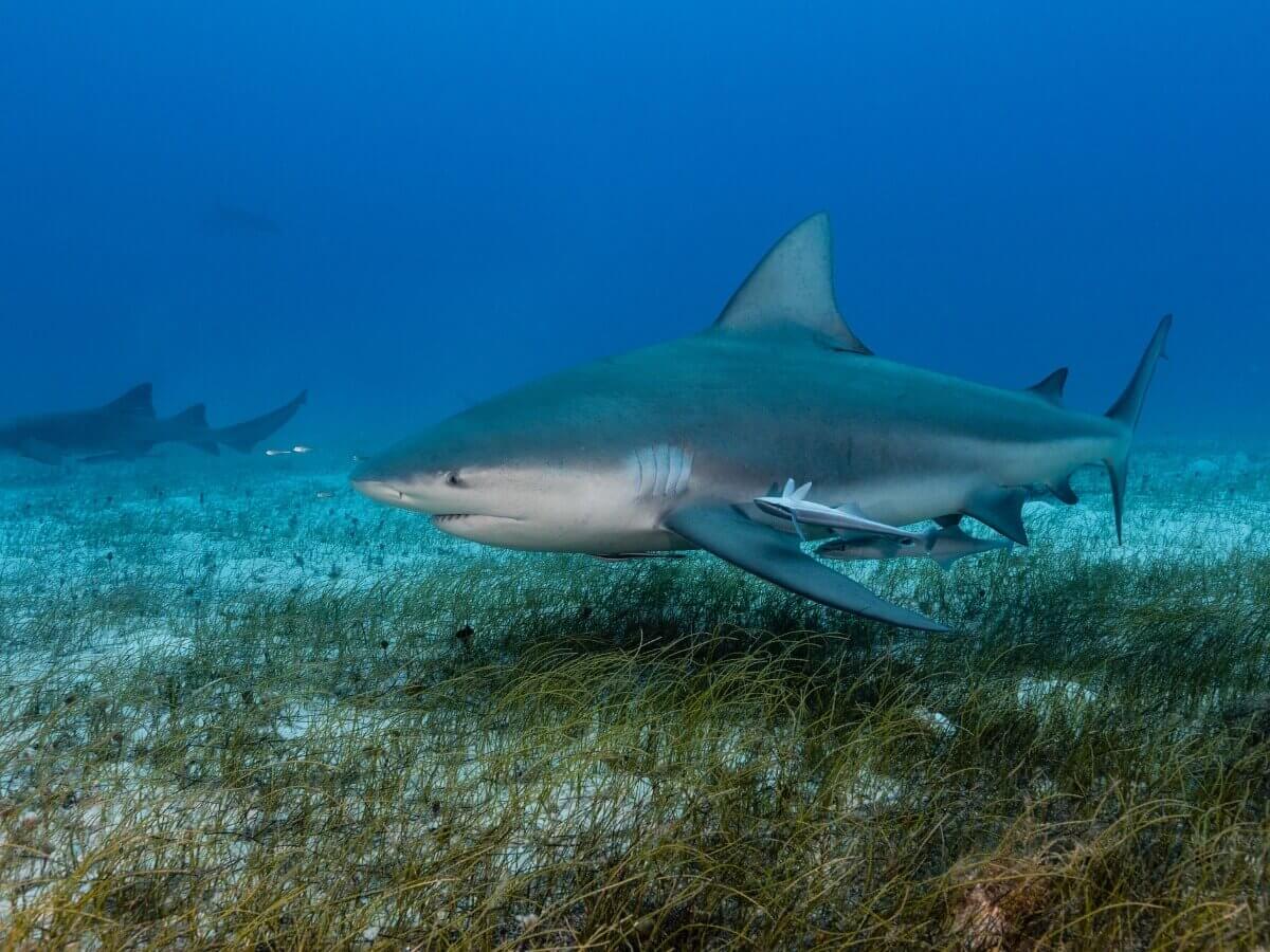 Um dos tubarões gigantes.