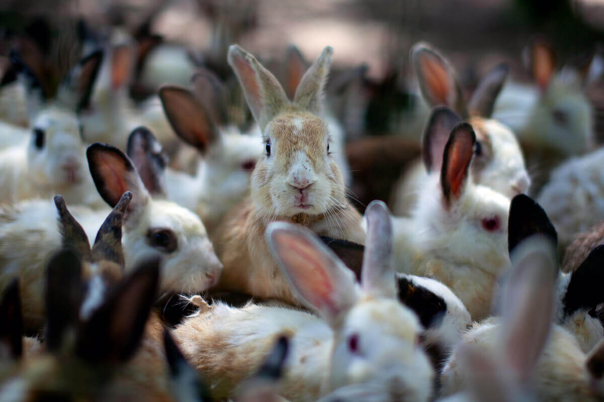 O comportamento dos coelhos pode ser fascinante.