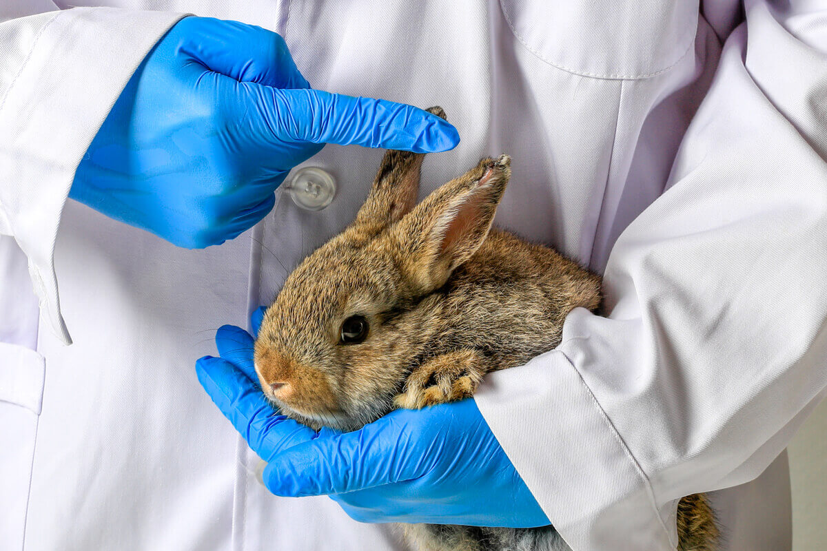 A febre hemorrágica pode ser fatal em coelhos.