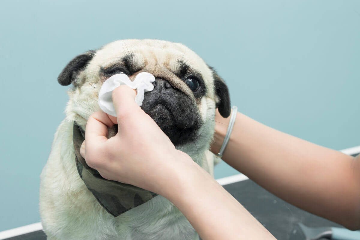 Um veterinário limpando os olhos de um cachorro.