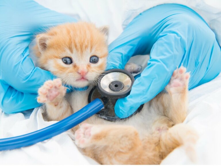 Giardíase em gatos: sintomas, infecção e tratamentos