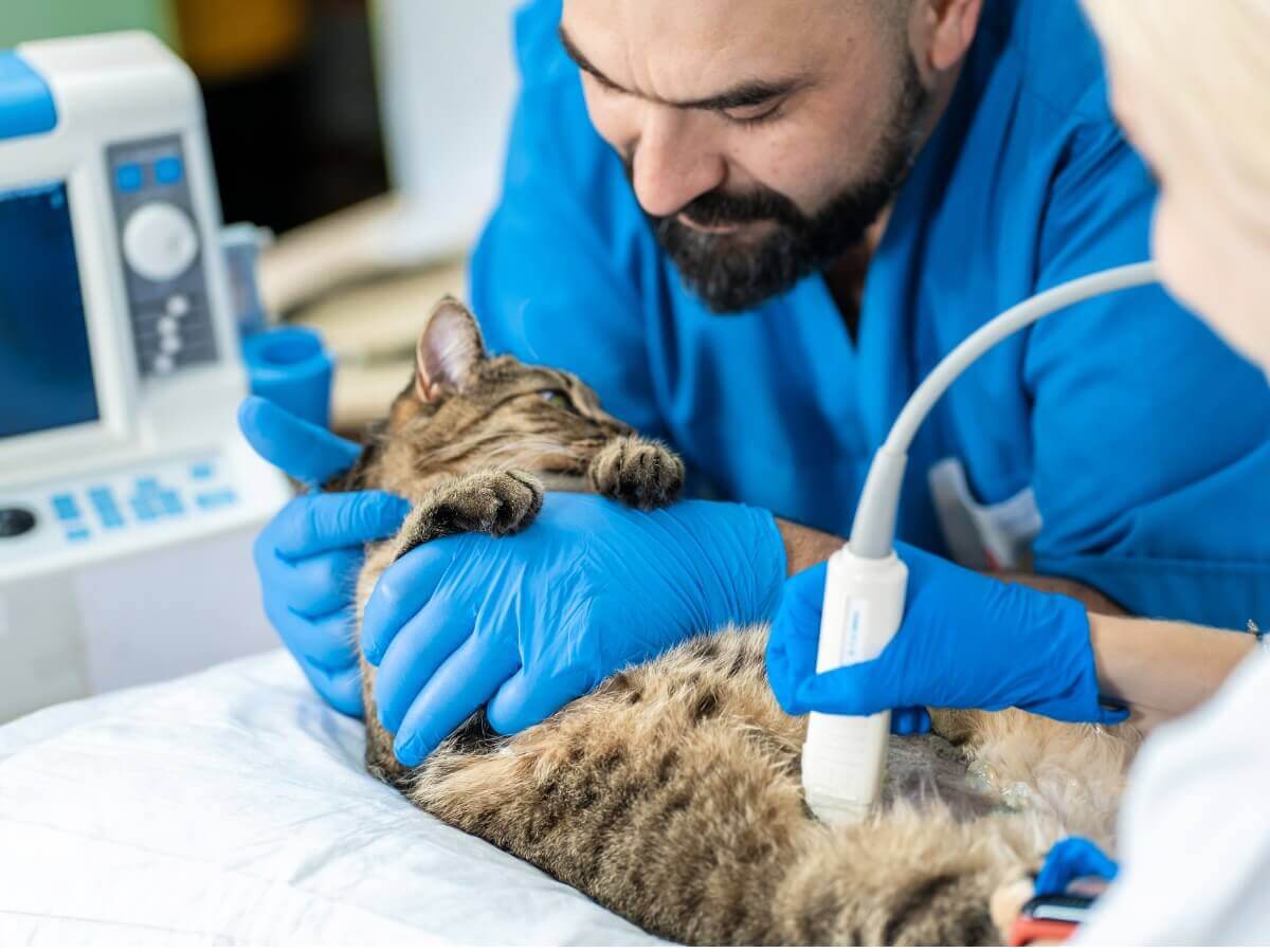 Um gato com ascite no veterinário.