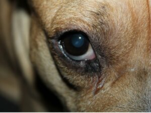 Meu cão está com os olhos vermelhos e inchados: 10 causas e tratamentos