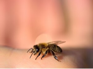 As abelhas morrem depois de picar?