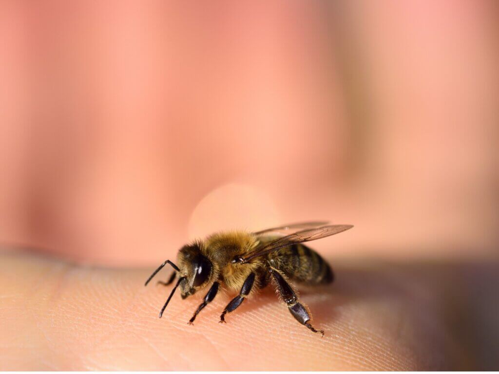 Dúvida Animal  Por que abelhas morrem quando picam? - Jornal Joca
