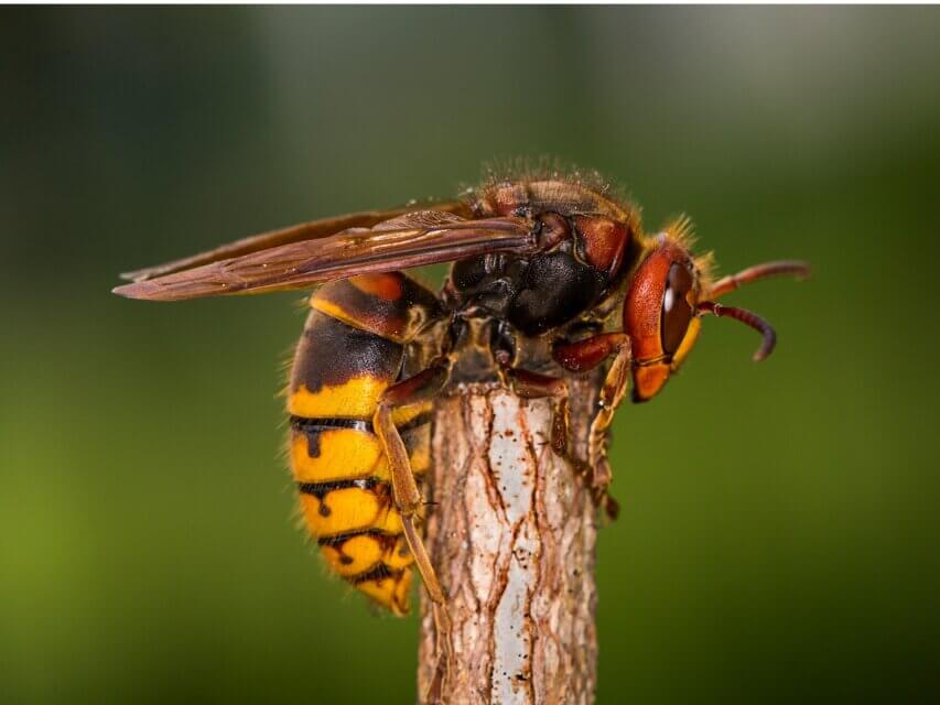 Os 10 insetos mais venenosos do mundo