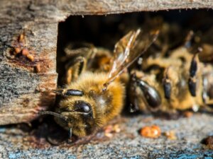 A produção de leite de amêndoas está matando bilhões de abelhas