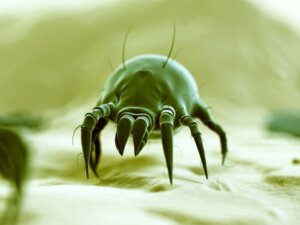 10 curiosidades sobre os ácaros