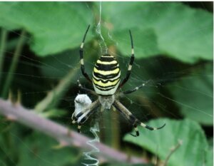 Aranha Argiope bruennichi: habitat e características