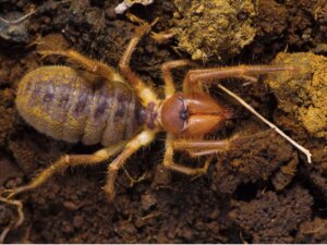 10 curiosidades sobre as aranhas-camelo