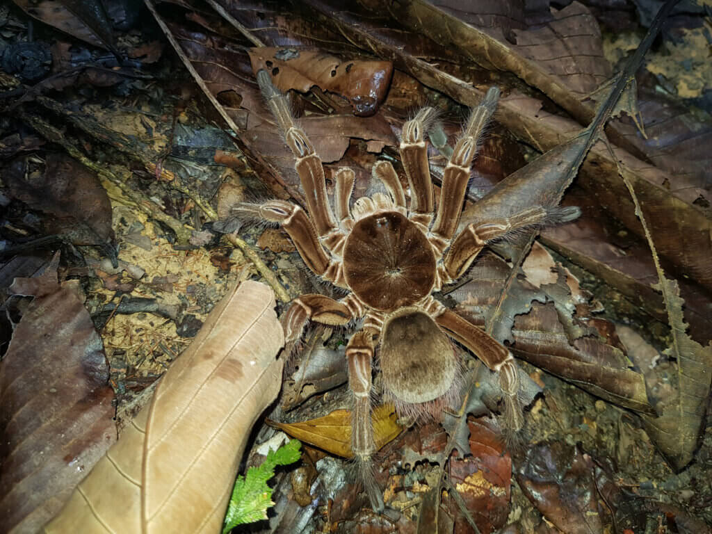 Aranha-golias : habitat e características