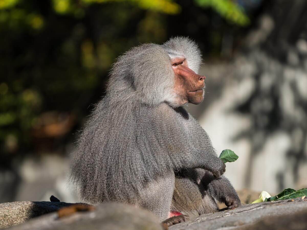 O babuíno é um dos animais mais perigosos do mundo.