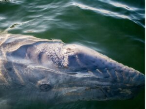A baleia-cinzenta bate o recorde de viagem animal mais longa percorrendo meio mundo