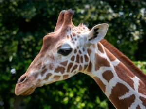 Girafa-reticulada: habitat e características