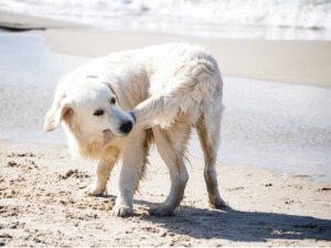 Por que os cães mordem o rabo?