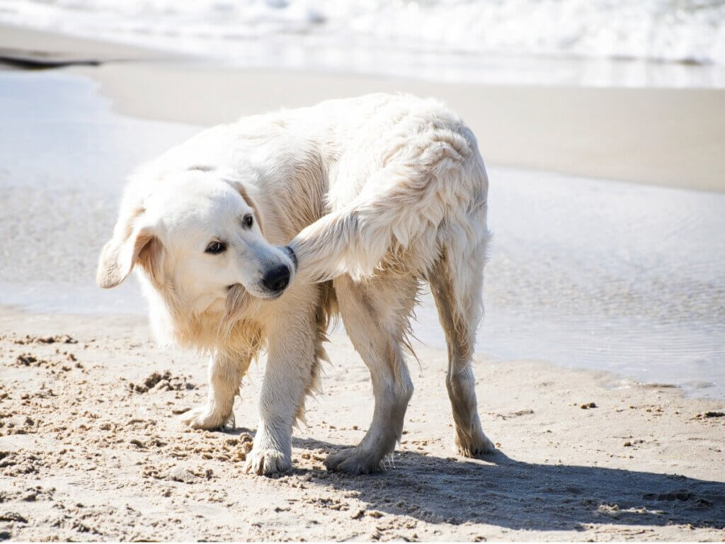 Por que os cães mordem o rabo?