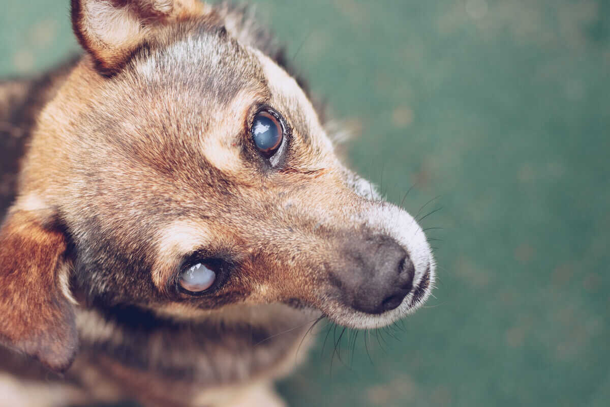 Cachorro Fica Cego Do Nada - FDPLEARN