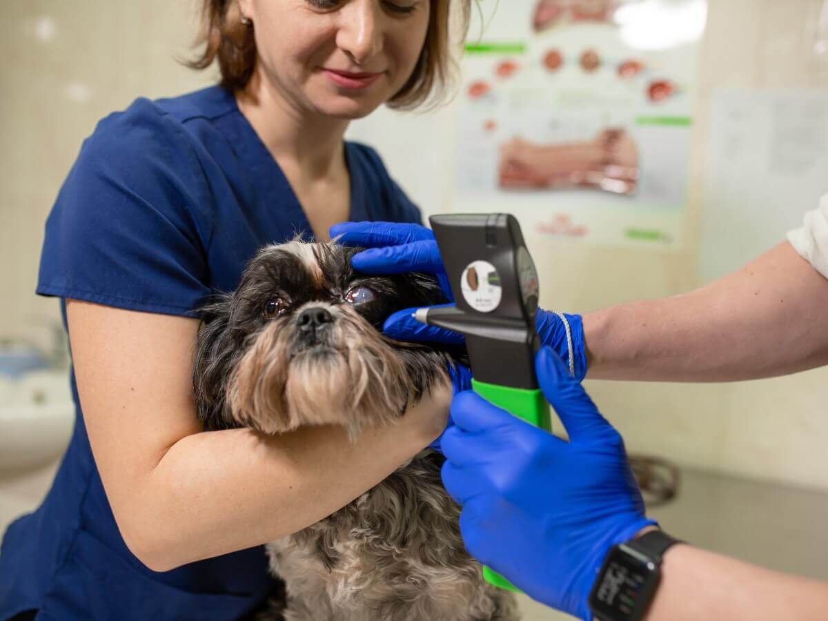 Um exemplo de cirurgia de glaucoma para cães.
