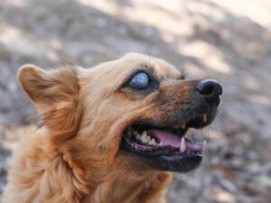 10 sinais de que seu cachorro está ficando cego