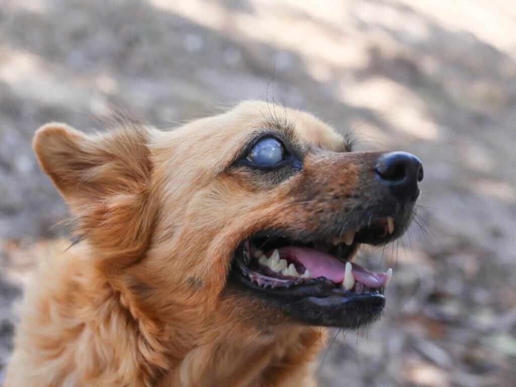 10 sinais de que seu cachorro está ficando cego - Meus Animais