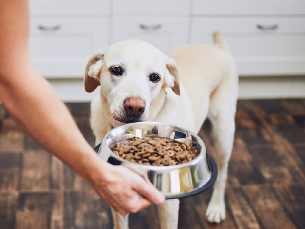 Como escolher um comedouro para cães?