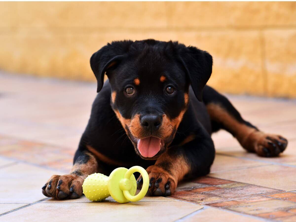 Um filhote de rottweiler com seu brinquedo.