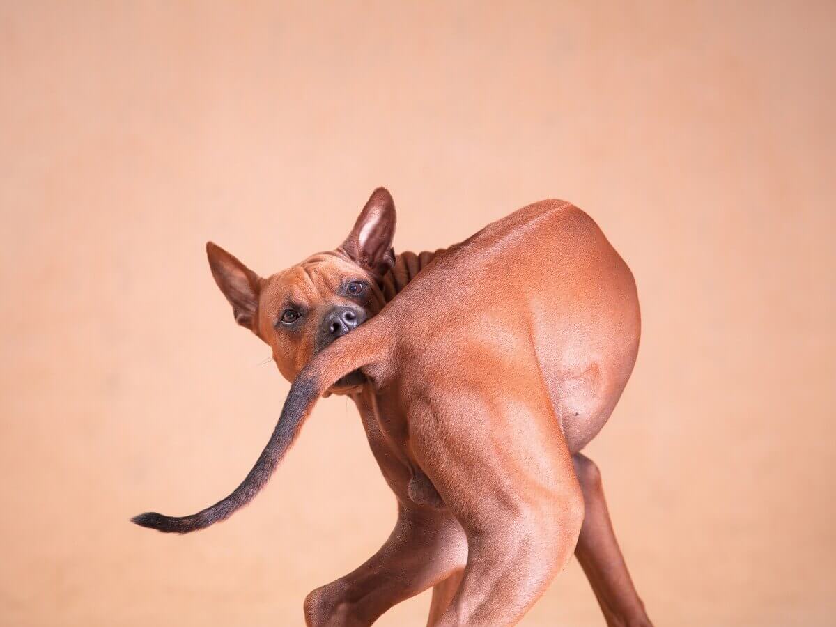 Um cachorro marrom morde o próprio rabo.