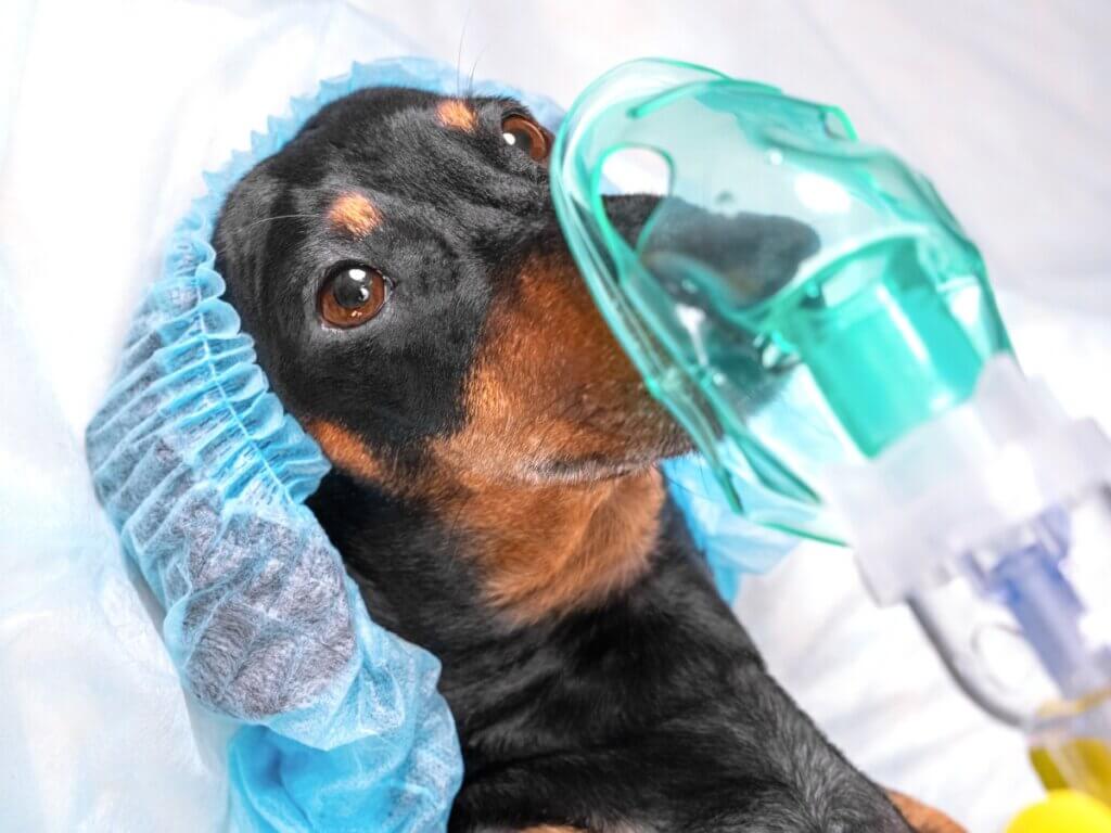 Pneumotórax em cães: características e tratamento