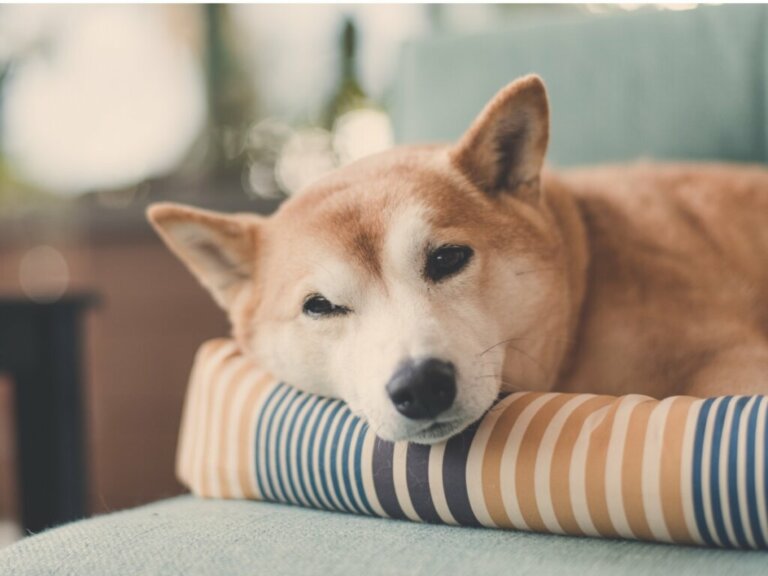 Por que os cães rodam em torno de si antes de se deitar?