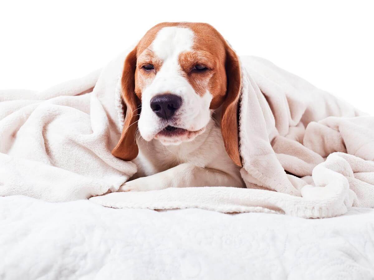 Um cachorro em um cobertor.