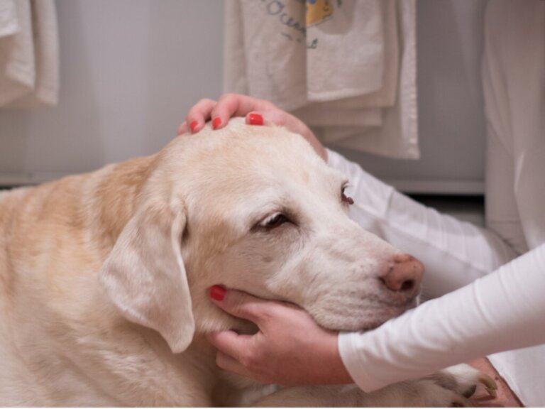 12 sinais de que seu cão pode estar com câncer