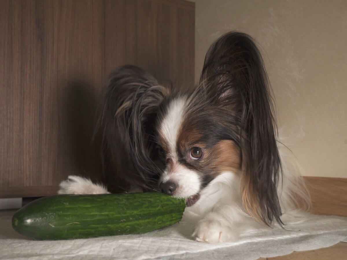 Um cachorro comendo pepino.
