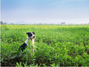 Cães mucuchíes: tudo sobre essa raça