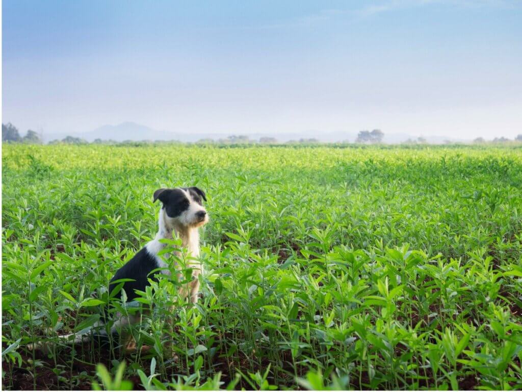 Cães mucuchíes: tudo sobre essa raça