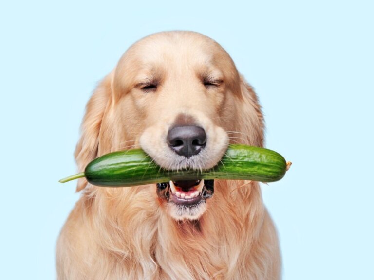Os cães podem comer pepino?