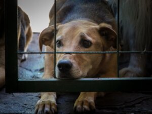 A Coreia do Sul combate os maus-tratos e o abandono ao conceder status legal aos animais