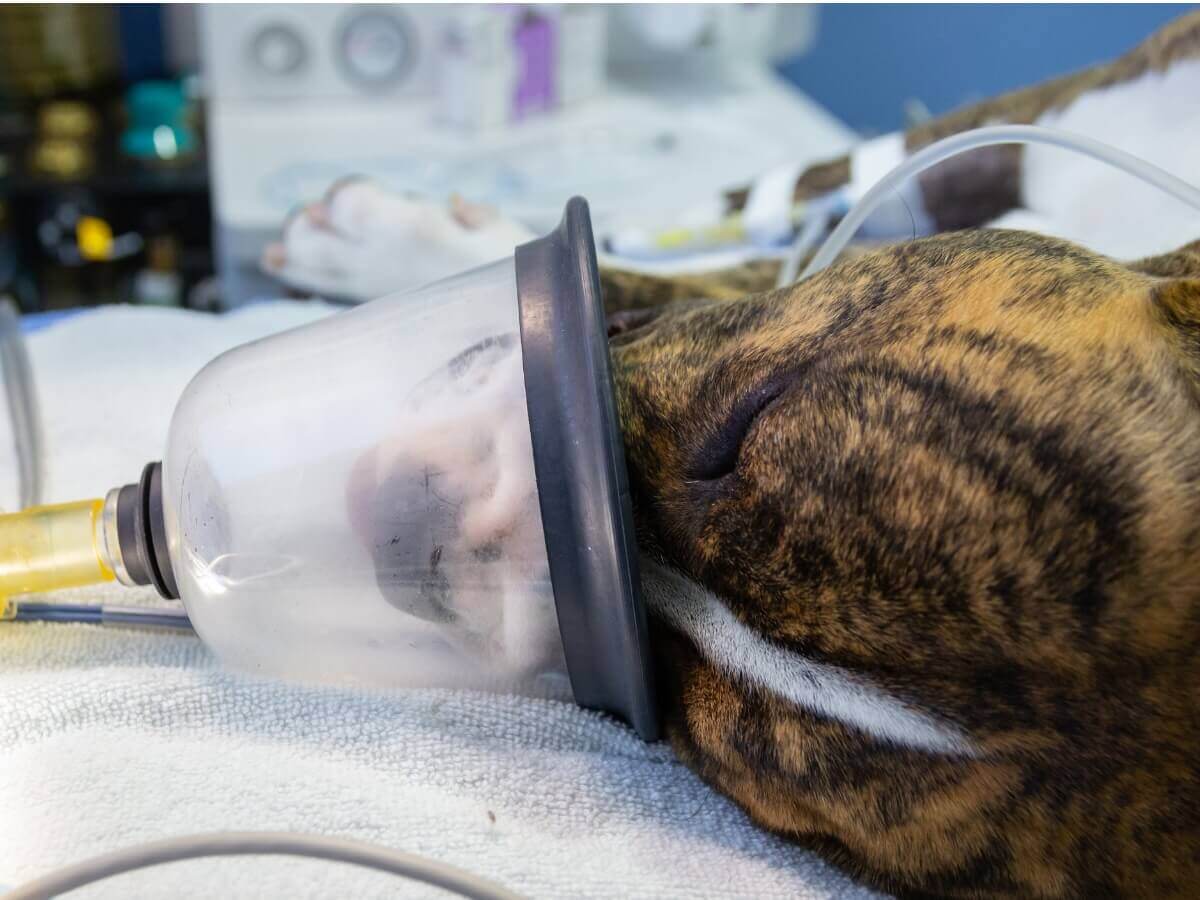 Um cão sedado recebendo oxigênio.