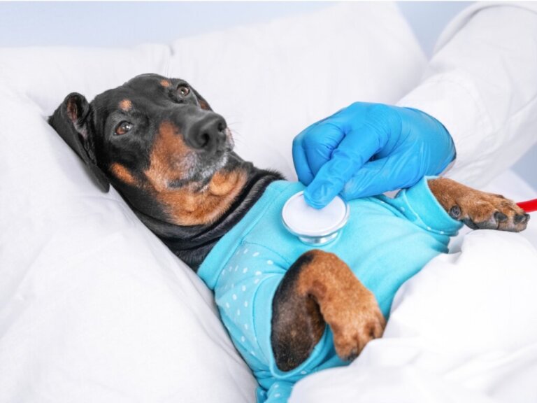 Parasitas pulmonares em cães: características, tratamento e prevenção