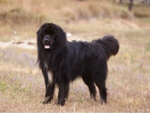 Alimentação dos cães terra-nova