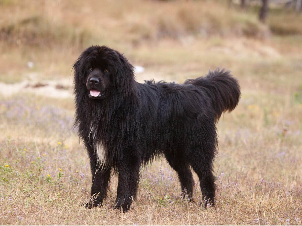 Alimentação dos cães terra-nova