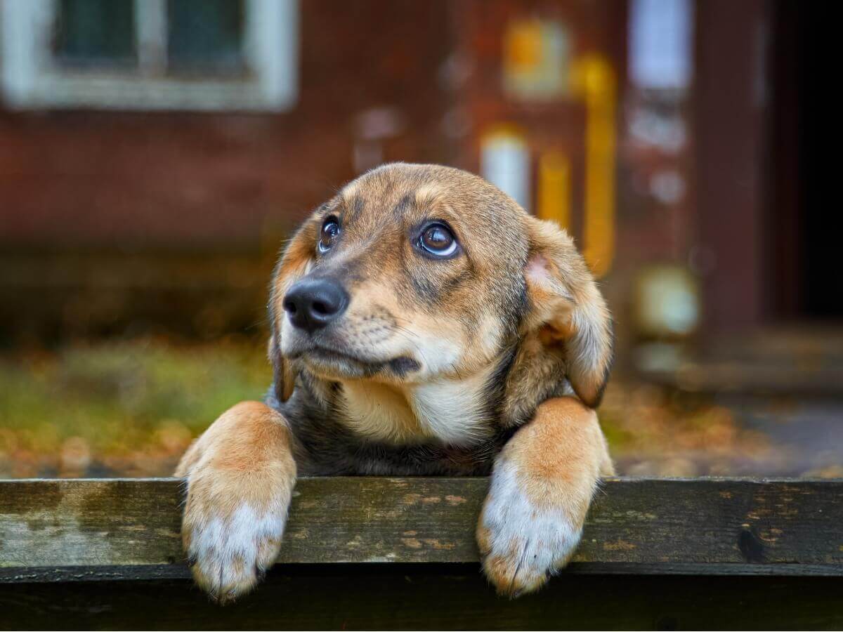 70% dos cães vivem abandonados.