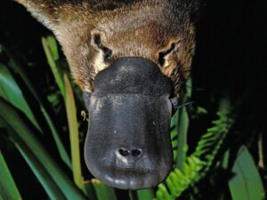 O veneno do ornitorrinco: o que você precisa saber
