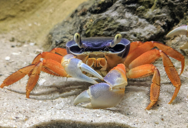10 curiosidades sobre os caranguejos - Meus Animais