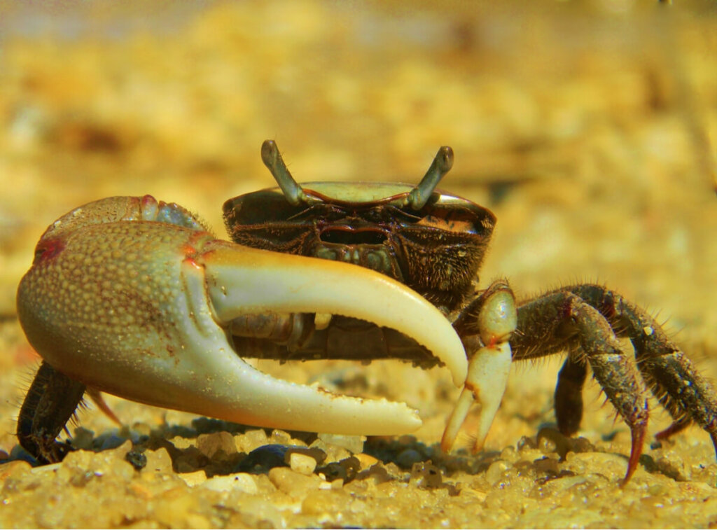 10 curiosidades sobre os caranguejos - Meus Animais