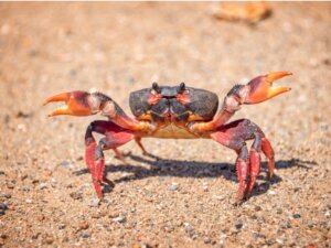 10 curiosidades sobre os caranguejos