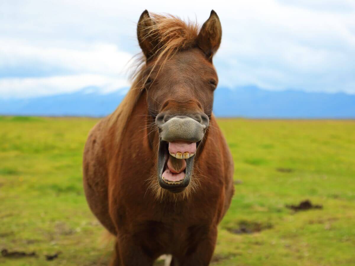 Um cavalo relinchando com um sorriso.